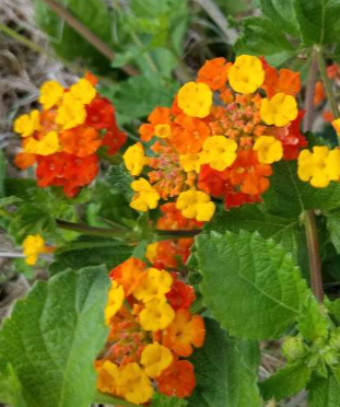 Lantana