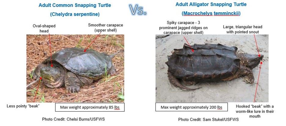 Adult Alligator Snapping Turtle
