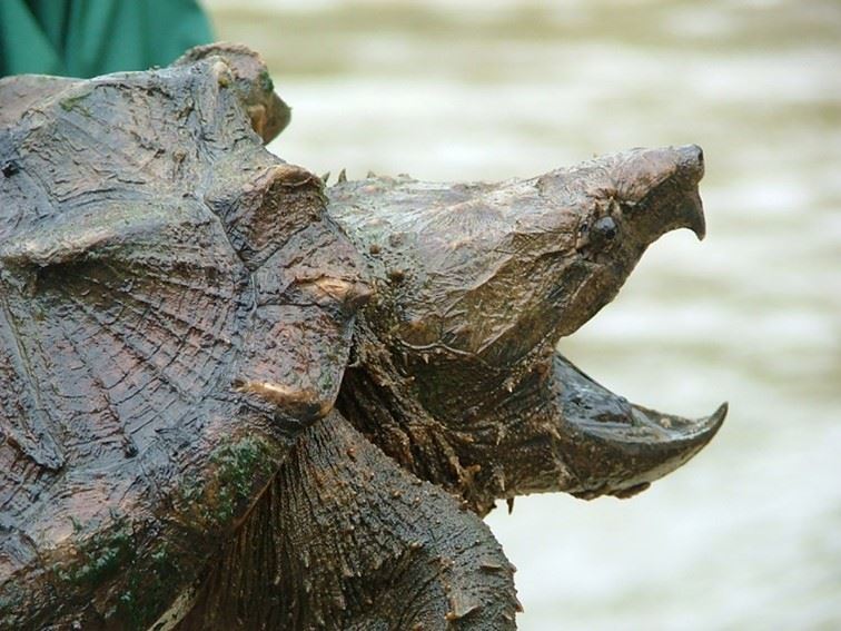 Alligator Snapping Turtle 1