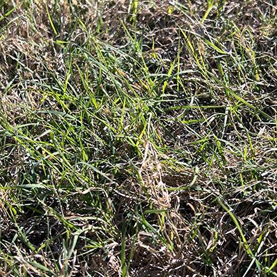 A close-up photo of turf grass