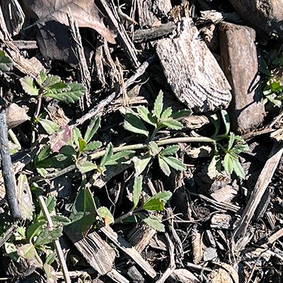 A green fine with pointy leaves
