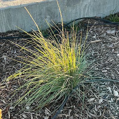 Little Bluestem 400x400