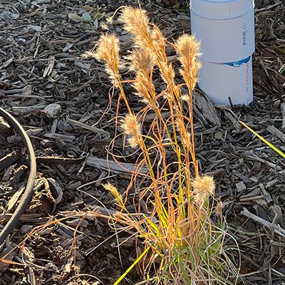 A grassy plant with tall feathery stalks