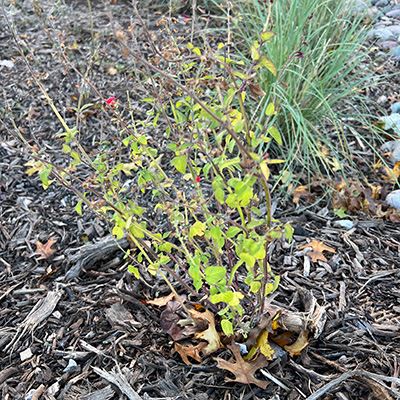 Scarlet Sage 400x400